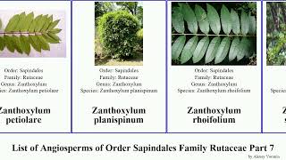 List of Angiosperms of Order Sapindales Family Rutaceae Part 7 zieria zanthoxylum skimmia orange