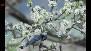 Blaumeise am Nachmittag