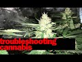 Troubleshooting Cannabis Plants