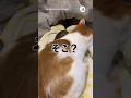 たまたまなのか、わざとなのか…｜PECO#猫 #保護猫 #猫動画 #猫のいる暮らし #保護猫のいる暮らし #cat #catlover #catvideos