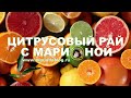 Обзор подвоев для Цитрусовых Прививок. Мои любимые подвои Цитрусовый Рай МариАны