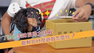 寵物鮮食包推薦【丁將日常】嗅聞遊戲結合寵鮮包怎麼玩？！寵物鮮食雞腿煲+滴雞精美食大搜查！