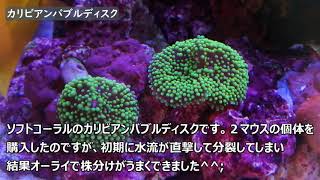 【魚＆サンゴ紹介】立ち上げ３か月の様子