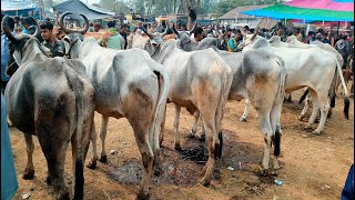 ৭/২/২৫/আবারো ঝড়ের বেগ আমদানি হল, ইন্ডিয়ান হরিয়ানা বলদ গুরুর, দেশি হাড্ডি সার বলদ এর দাম জানুন।