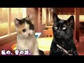 美大卒業するまでの話 一人暮らし編4【猫ミーム】 猫meme 猫マニ 猫ミーム