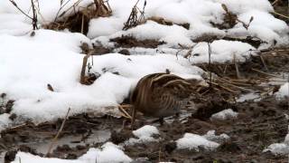 タシギ　雪の中の採餌