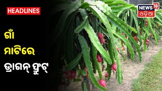 Bargarh News: ଗାଁ ମାଟିରେ ବିଦେଶୀ ଫଳ Dragon Fruit ଚାଷ କରି ଚର୍ଚ୍ଚାରେ ଯୁବ ଚାଷୀ