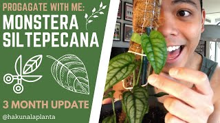 How to Propagate a Monstera Siltepecana - Propagating in Water to Soil (She hated LECA 😂)