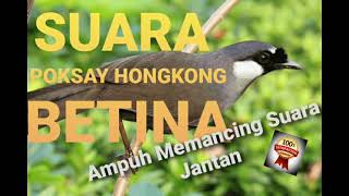 Download Lagu SUARA TERAPI POKSAY HONGKONG BETINA AMPUH MEMBUAT ... MP3 Gratis