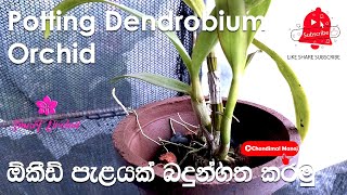 Orchid Care for Beginners - How to grow orchid | නිවැරදිව ඕකිඩ් පැලයක් සිටුවිම | Dendrobium orchids