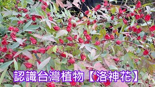 認識台灣植物【洛神花】