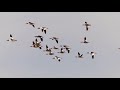 Duck Flight 2019 mbo blog