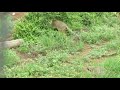 playful african wildcat kitten