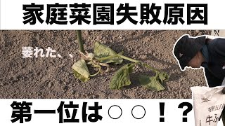 【家庭菜園】植え付け直後は○○しよう