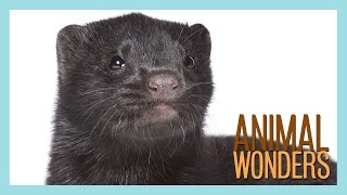 Mink Rescue!