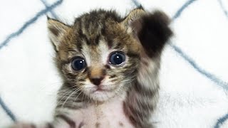 寂しかったのか子猫がおいでおいでと手招きをして家主を呼ぶ。モフモフすると嬉しそうな顔で膝の上に甘えてくる【赤ちゃん猫】【保護猫　子猫】