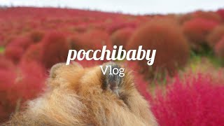 【Hitachi Seaside Park】Kochia turning bright red 【Vlog】