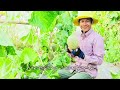 ដំណាំត្រសក់ផ្អែម🍈 sreynounpechofficial agriculture vegetables melon cucumber farming