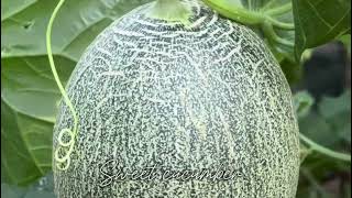 ដំណាំត្រសក់ផ្អែម🍈 #sreynounpechofficial #agriculture #vegetables #melon #cucumber #farming