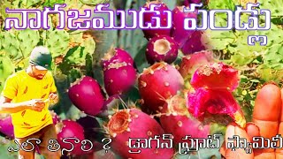 NAGAJAMUDU FRUITS|నాగజెముడు పండ్లు.#nature #village #viral #cactus #fruits #video #vlog #villagelife