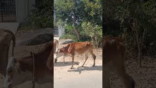 Cow videos amba hamba amba amba sound #cow #animalsounds #animals