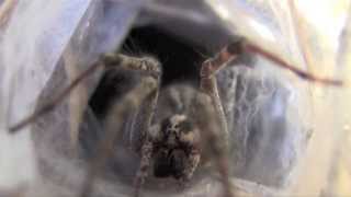 Walking with Arachnids in the Natural History Museum's Spider Pavilion