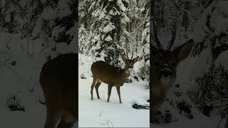 Metsäkauris  #shorts #finnishorts #finland #metsä #naturelovers #luonto #forest #skog #wildlife