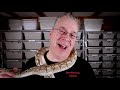 10 things i wish i knew before breeding snakes