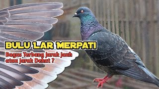 Bulu Lar Merpati Tinggian Mampu Terbang Jauh dan Lama