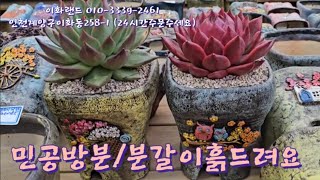 특집/민공방분/예뿐화분천국/분갈이흙드려요    이화랜드 010-3339-2461 나는농부다282회출연