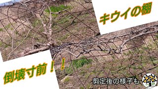 キウイの棚【倒壊寸前】修復作業