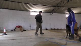 Malinois Rocco Tactical training