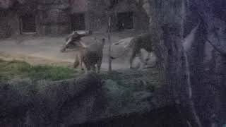 【悲報】ライオンのガオウ君メスに怒られる（＾＾）（天王寺動物園） Be angry with the female Gaou of the Lion (^ ^) (Tennoji Zoo)