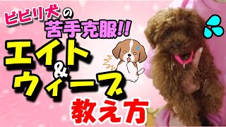 【犬の芸】足の間を潜るトリック『エイト』＆『ウィーブ』の教え方 🐶目指せ！ビビリ犬の苦手克服💕