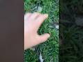 The reason why gamers can’t touch grass #meme #trending #viral#funny#smurfcat#silly#grass