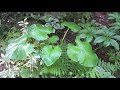 giant himalayan lily