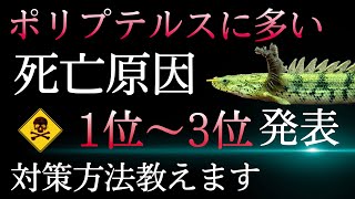 ポリプテルス飼育者が気をつけるべき事をまとめました