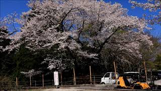 ２０１９年４月６日 霧島市『丸岡公園【染井吉野桜】』満開期