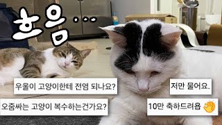 고양이 소변테러..나한테 복수하는 걸까?🤔