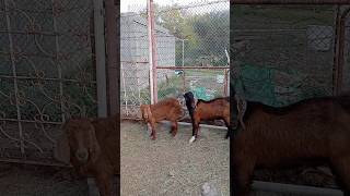 male and female#goat#male#female