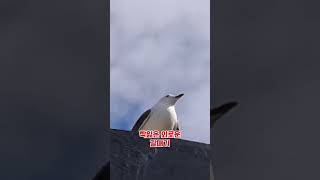 A lonely seagull without a mate (짝잃은 외로운 갈매기 한마리)