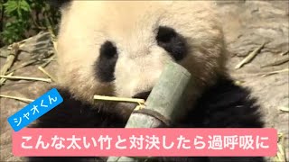 シャオくんが太い竹と対決＆レイちゃんは櫓の上でお昼寝を試みるも　2023.05.21　Cute panda twins