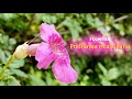 Flowers / 26 / pink trumpet vine / Podranea ricasoliana / Beautiful flowers