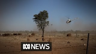 In the Australian outback, you muster cattle with choppers