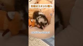 ベッドがふかふかすぎて溺れちゃう子猫 #shorts