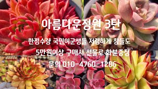 #아름다운정원3탄 #한정수량 #부담없는가격 #이쁜아이들 *양진*미나*파랑새*핑크드레곤*사바레즈*립스틱*불루진*룬데리*보라공주*로망*탱고금 등등 5만원이상 무료배송 선물도 드립니다