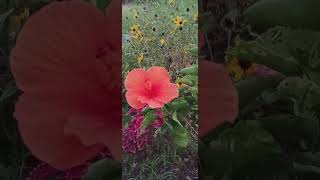 Common Hibiscus #countryside #nature #flowers #beautiful