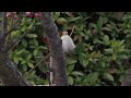 日本の風景　kuni hiro編集　梅の花にニシオジロビタキ