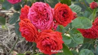 かのやばら園Ⅶ　原種・オールドローズ　Kanoya Rose GardenⅦ Original \u0026 Old Rose