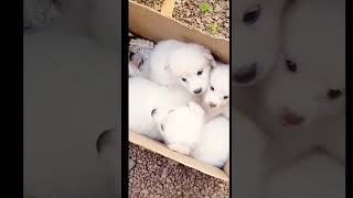 കുറഞ്ഞ വിലയിൽ HIGH QUALITY POMERANIAN PUPPIES ലഭ്യമാണ്